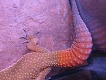 orange tail1