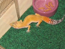 pepper