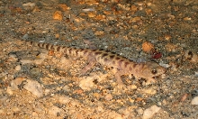 San Diego Desert Gecko