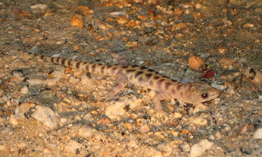 San Diego Desert Gecko