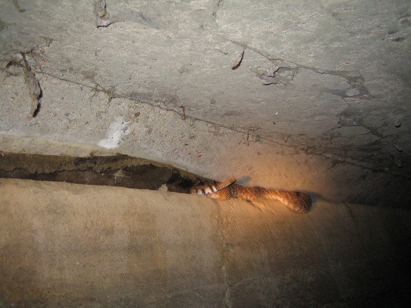 Ruber in Flume,