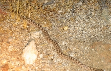 little 10' night snake near jacumba, July 17