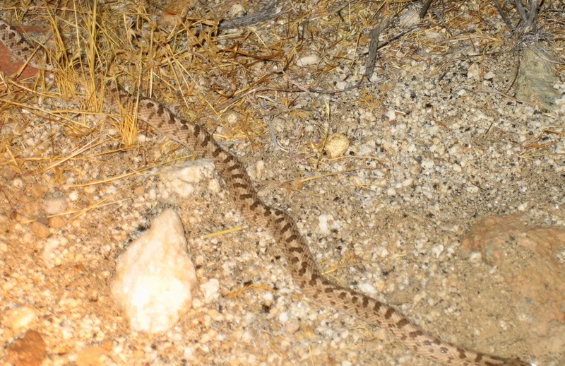 little 10' night snake near jacumba, July 17