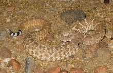 Red Diamondback (Ruber) just after sun down  near the mexican boarder about