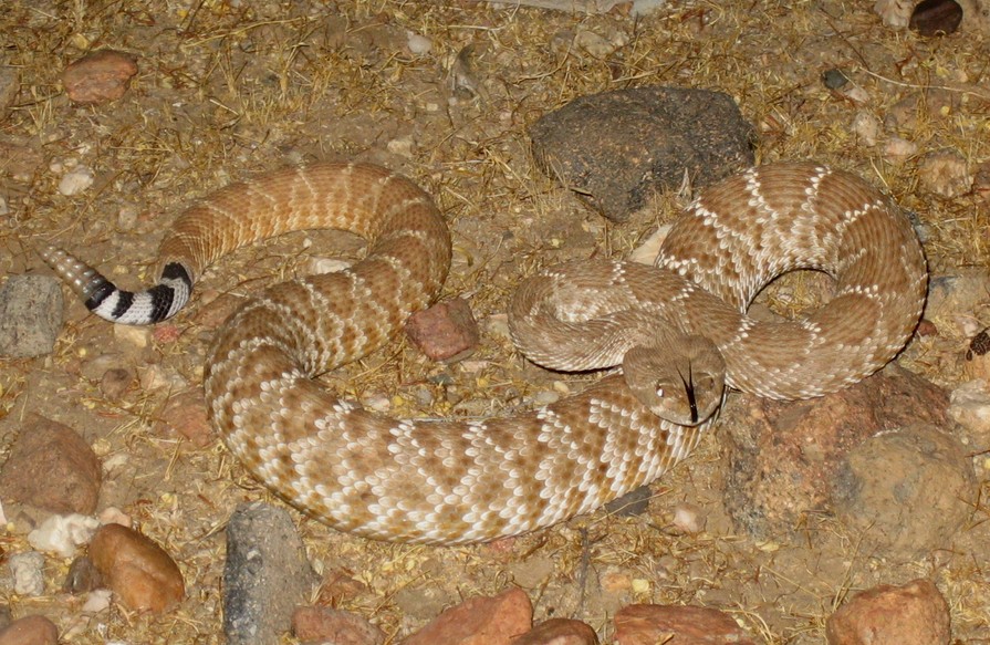 Red Diamondback (Ruber) just after sun down  near the mexican boarder about