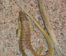 Schneider's Skink