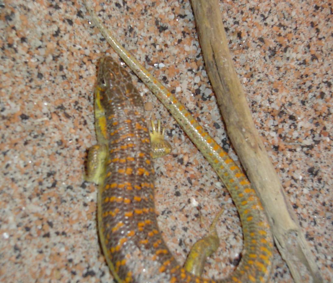 Schneider's Skink