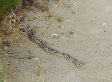 Basking Western Diamondback Rattlesnake
