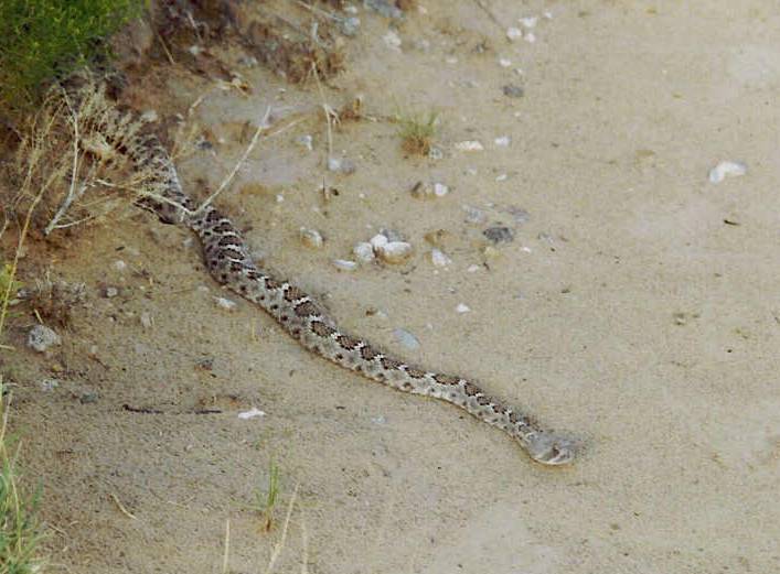 Basking Western Diamondback Rattlesnake