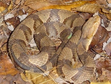 Copperhead