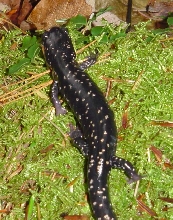 Slimy Salamander