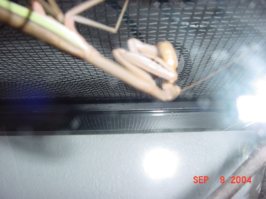 Praying Mantis