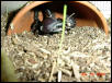 baby eatin a grasshopper
