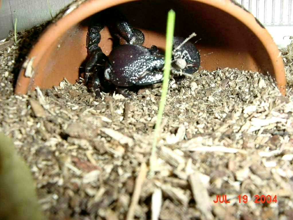 baby eatin a grasshopper