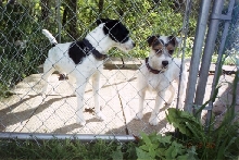 Kelsey in the Kennel