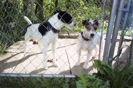 Kelsey in the Kennel