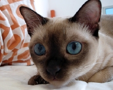 oscar8