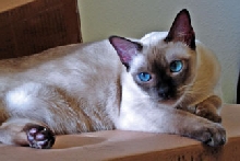 oscar6