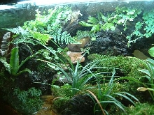 Left view of my vivarium