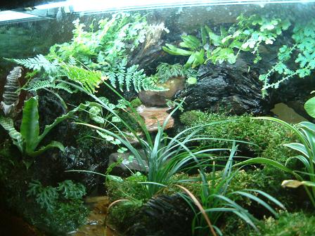 Left view of my vivarium