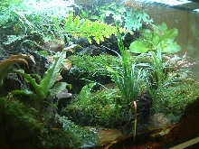 Right view of my vivarium