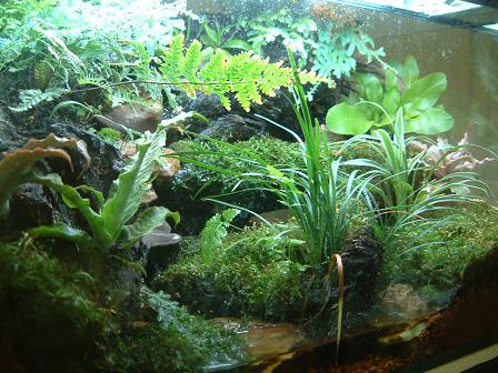 Right view of my vivarium