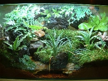 My Little Vivarium