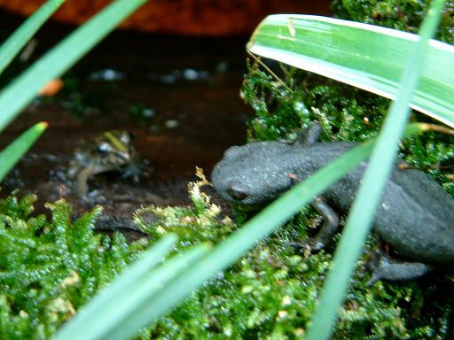 Firebelly playing hide and seek with frog