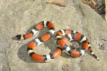 Louisiana Milk Snake
