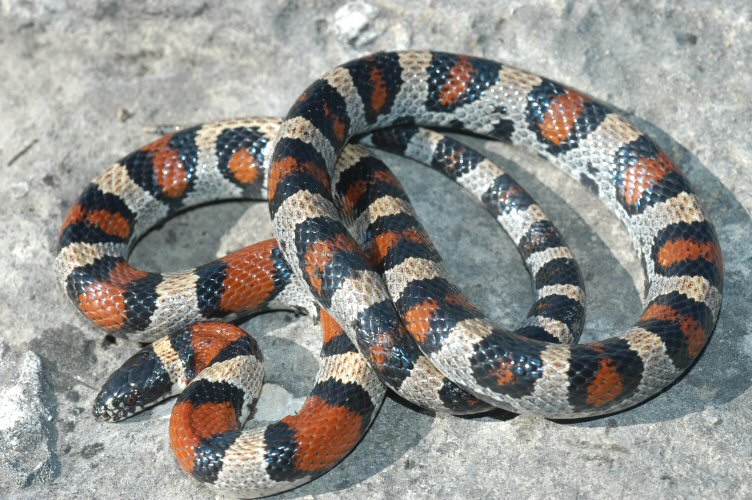 Red Milk Snake