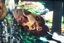 Red Tiger Oscar