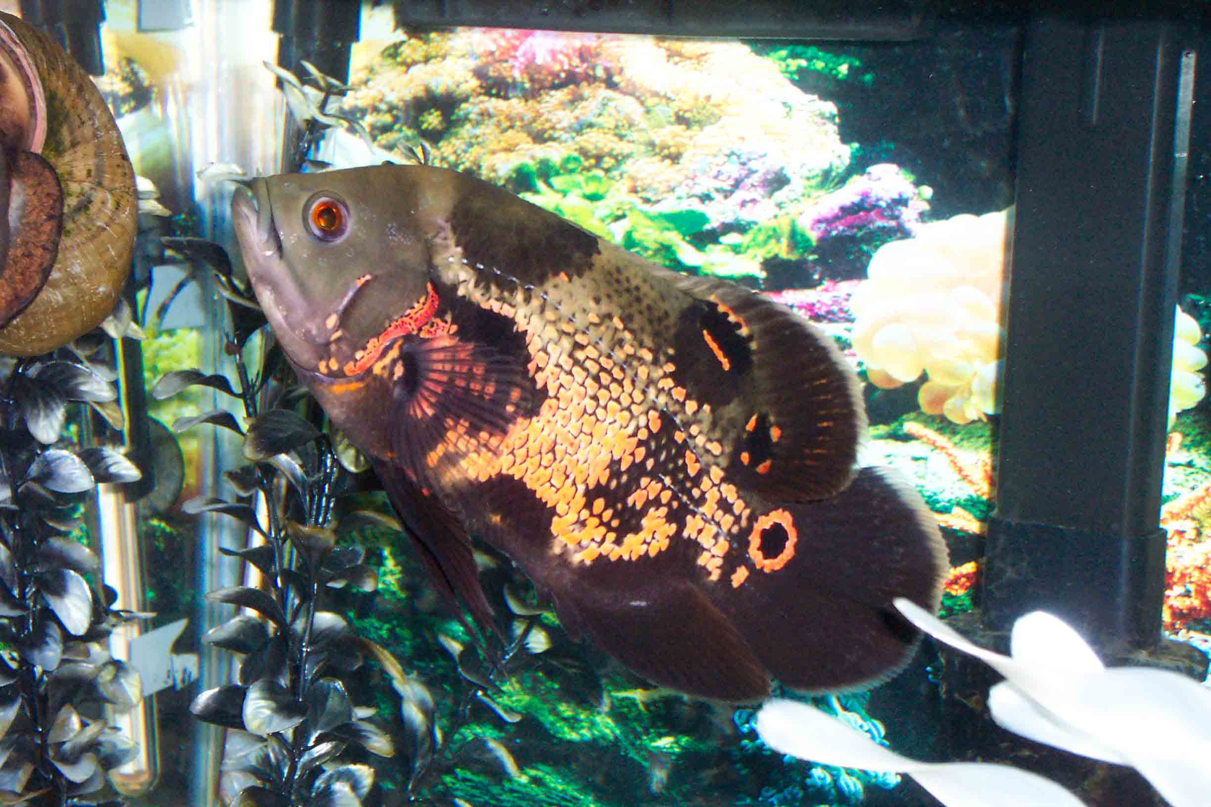 Red Tiger Oscar