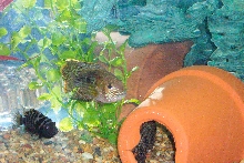 Green Terror