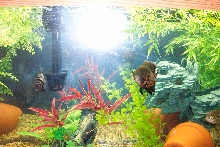 Red Tiger Oscar