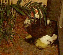Ducklings