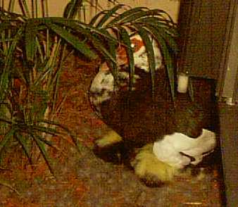 Ducklings