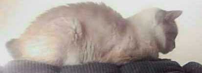 Norton's little tail stump