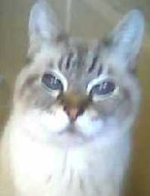 Norton-age 20