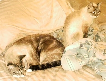 Sam and Norton