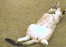 Sam's belly
