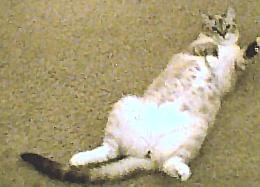 Sam's belly
