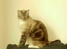 Sam--bullseye tabby