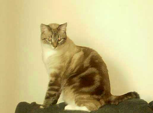 Sam--bullseye tabby