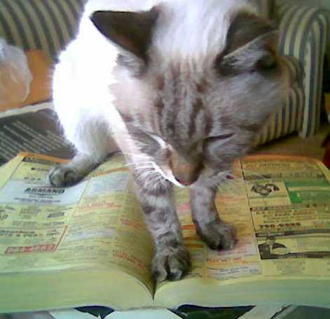 Norton looking through Yellow Pages