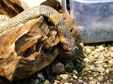 western coral cobra