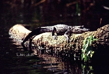 american alligator