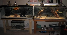 New Double 55 gallon tank set-up