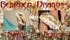 Bearded Dragon Banner
