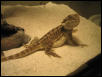 Dante Pose 2