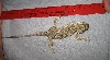 baby beardie